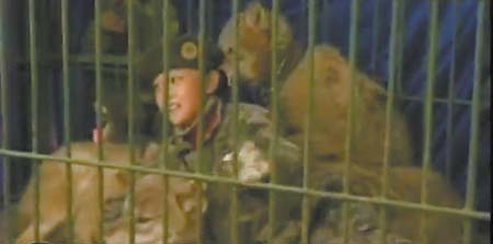 9岁女童与两狼关同一铁笼表演父称练其胆量（图）