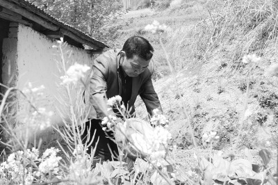 一边教书一边还要干活，伍老师将淘米水浇到菜地。 