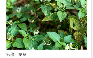 “药用植物——一道亮丽的风景线”